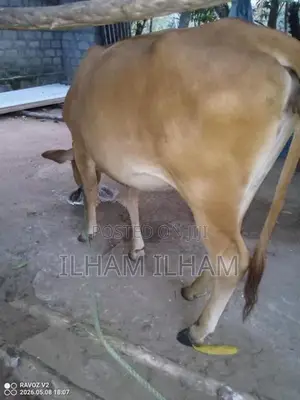 Milk Cow