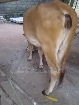 Milk Cow