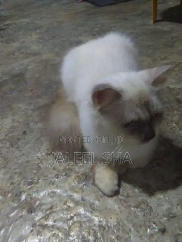 Himalayan Cat