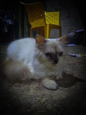 Himalayan Cat
