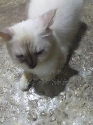 Himalayan Cat