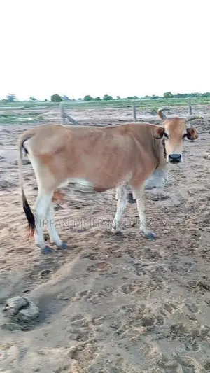 Farm Milk Cow