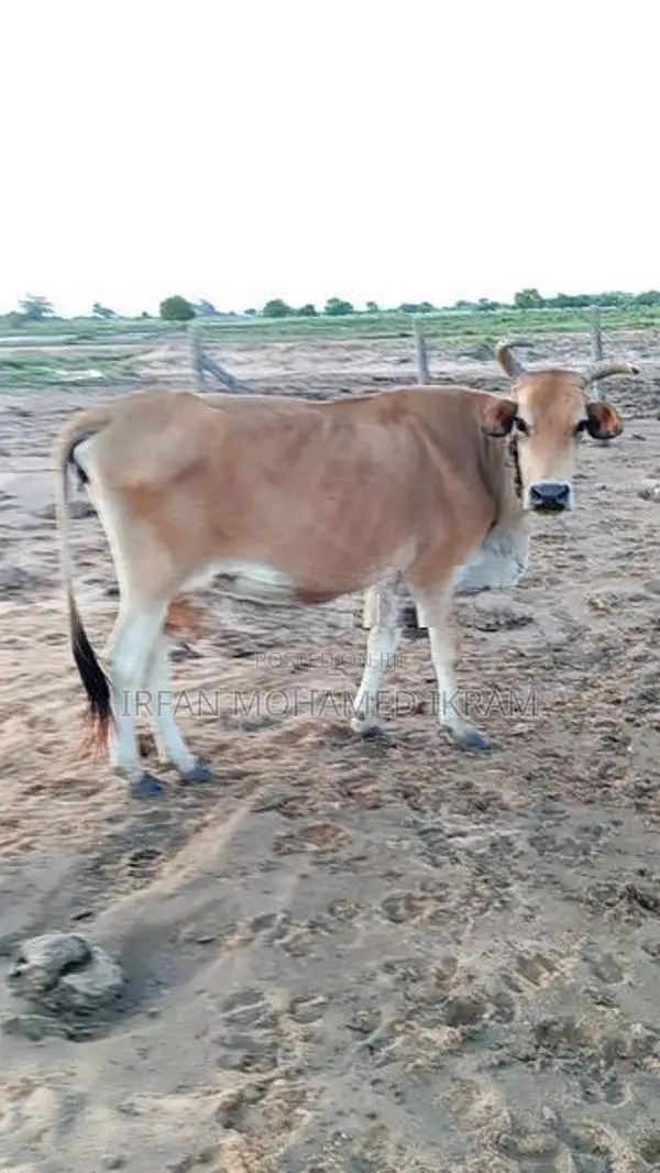 Farm Milk Cow