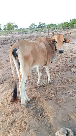 Farm Milk Cow