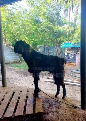 கிடாய் ஆடு.