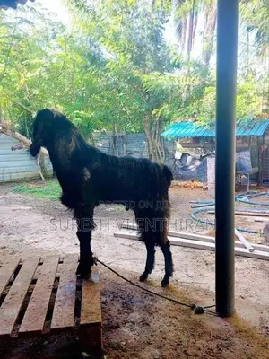 கிடாய் ஆடு.