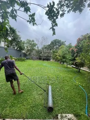 Malaysian Grass