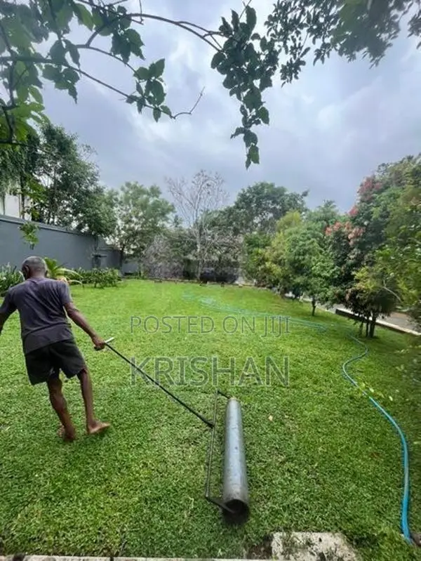 Malaysian Grass