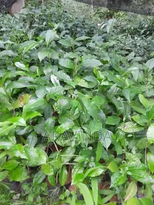 තේ පැළ