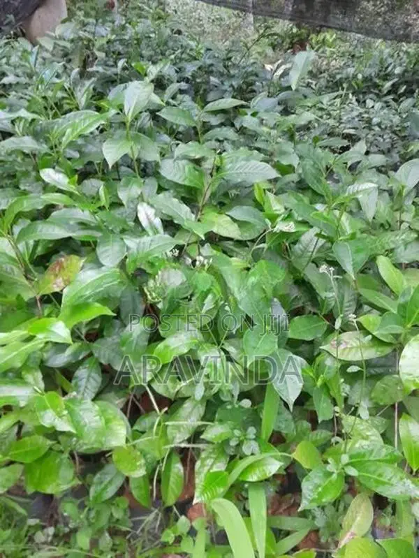 තේ පැළ