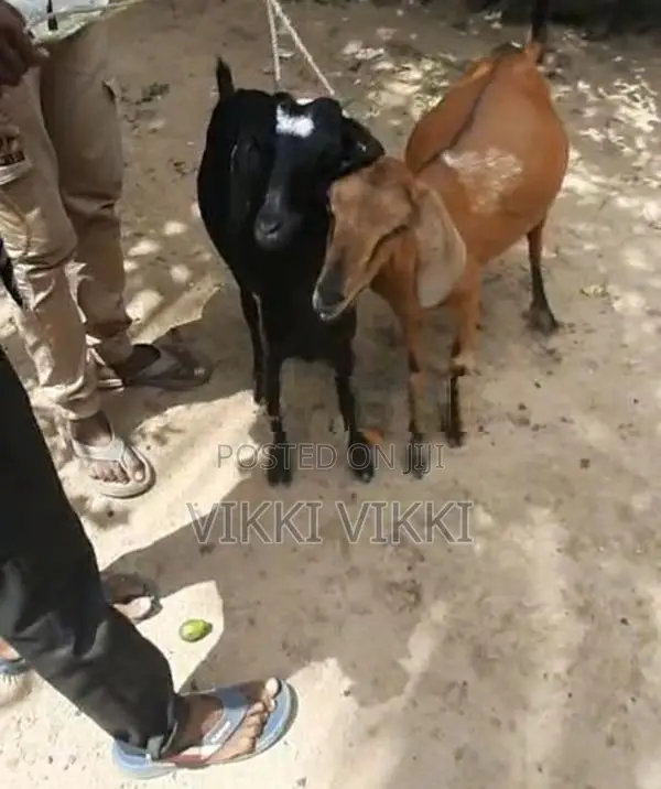 Farm goat