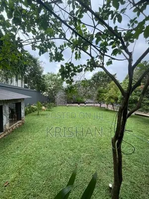 Malaysian Grass