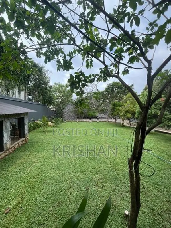 Malaysian Grass