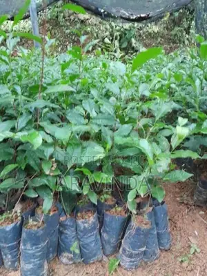 තේ පැළ