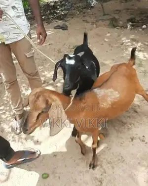 Farm goat