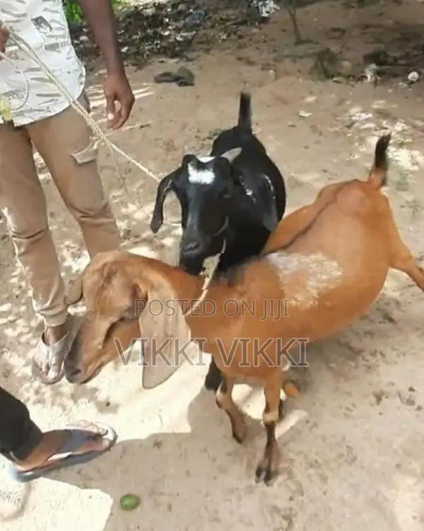 Farm goat