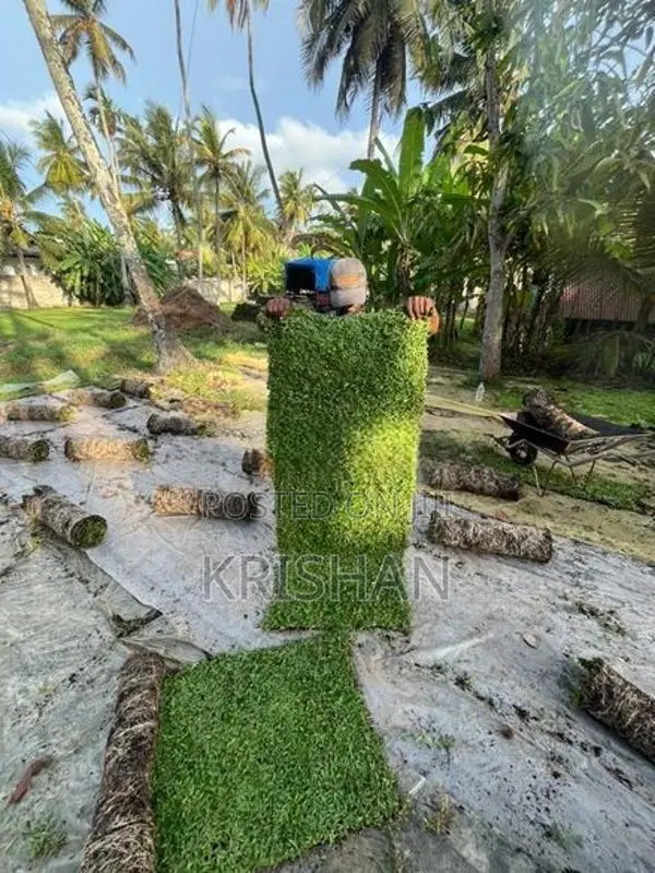 Malaysian Grass