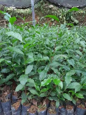 තේ පැළ