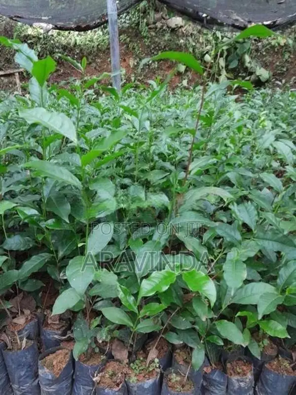තේ පැළ
