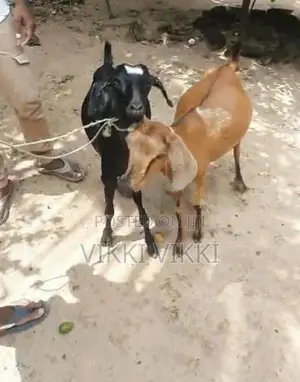 Farm goat