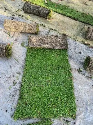 Malaysian Grass