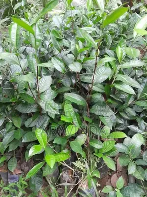 තේ පැළ