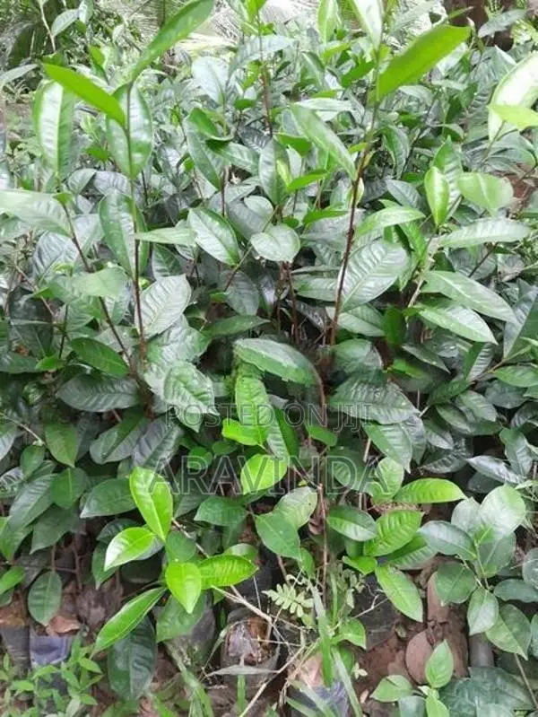 තේ පැළ