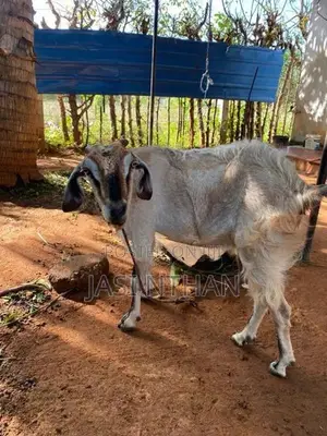 Milk Goat