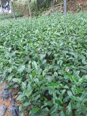 තේ පැළ