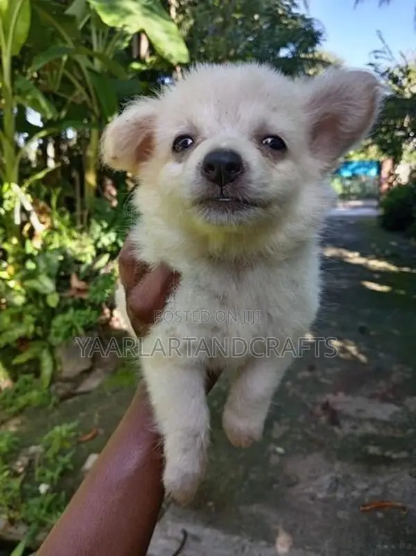 Pomeranian Puppy