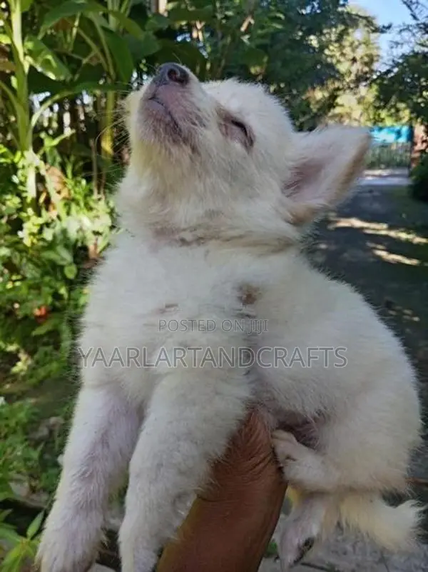 Pomeranian Puppy