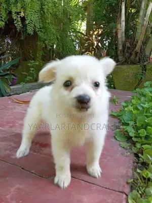 Pomeranian Puppy