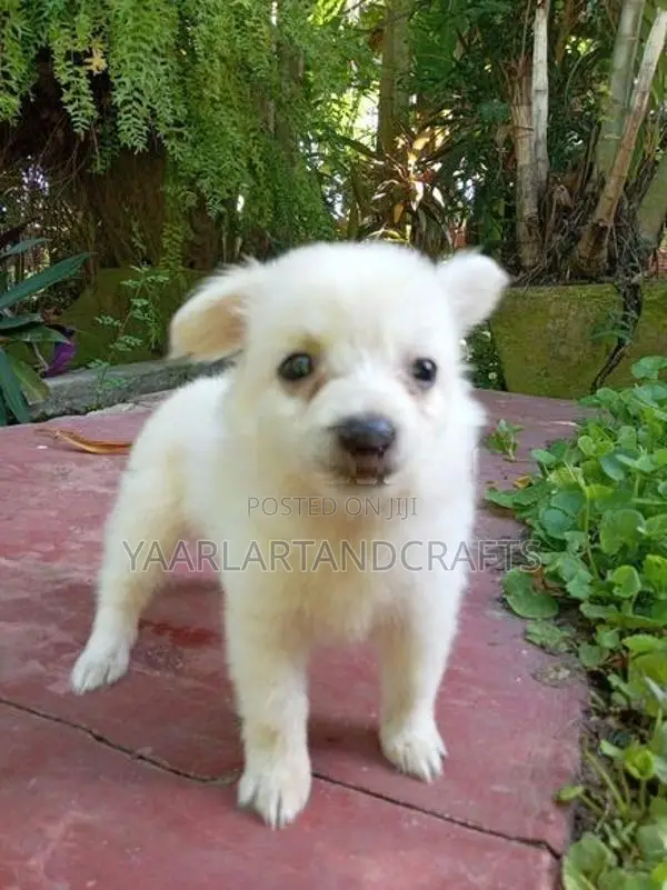 Pomeranian Puppy