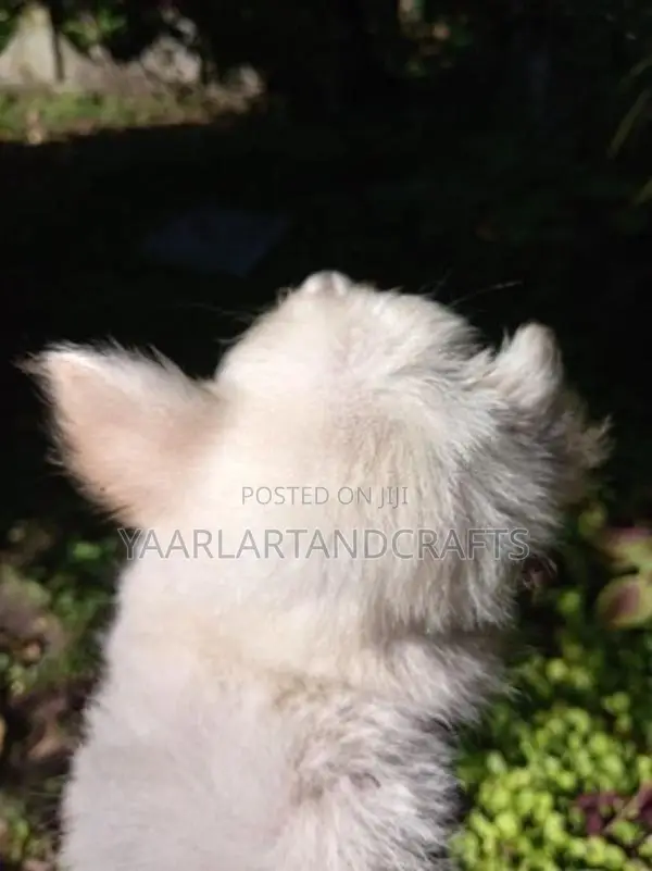 Pomeranian Puppy