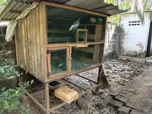 Pigeons Cage