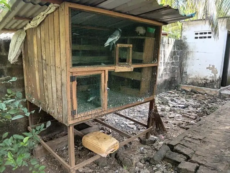 Pigeons Cage