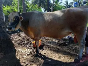 நாம்பன் மாடு