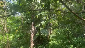Land for sale in Colombo