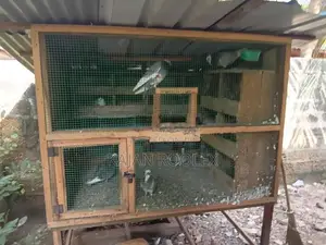 Pigeons Cage