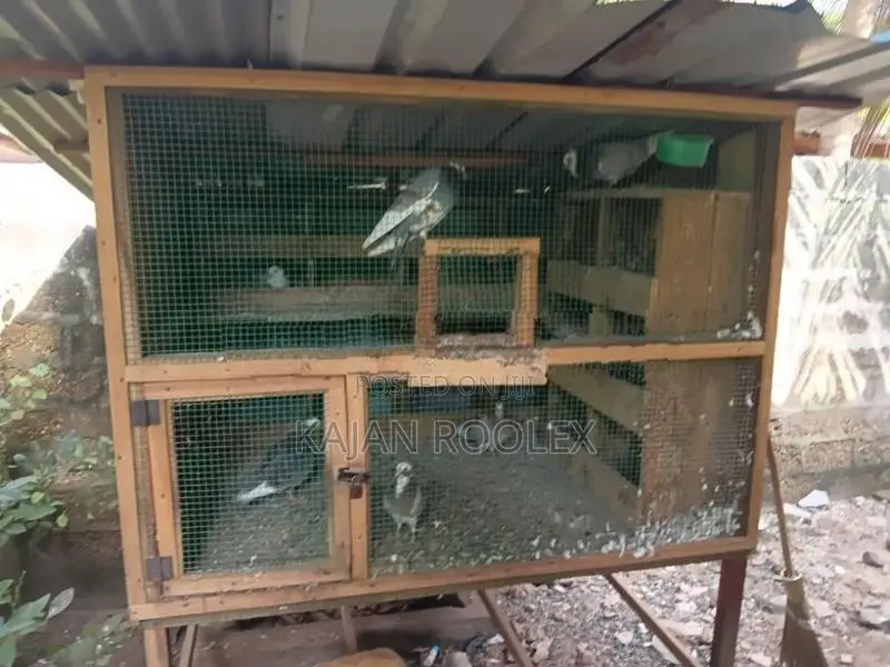 Pigeons Cage