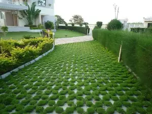 Malaysian Grass