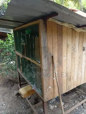 Pigeons Cage