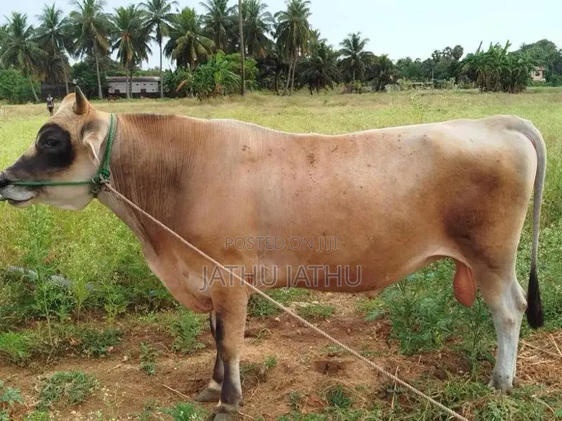 நாம்பன் மாடு