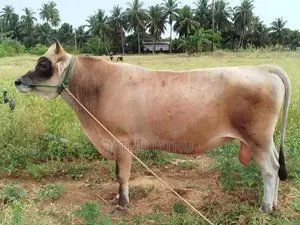 நாம்பன் மாடு