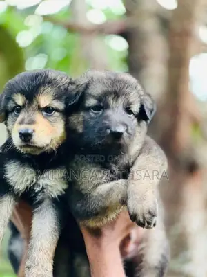 German Shepherd Puppies