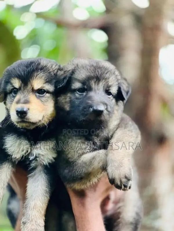 German Shepherd Puppies