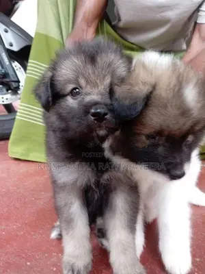 Pomeranian Puppies