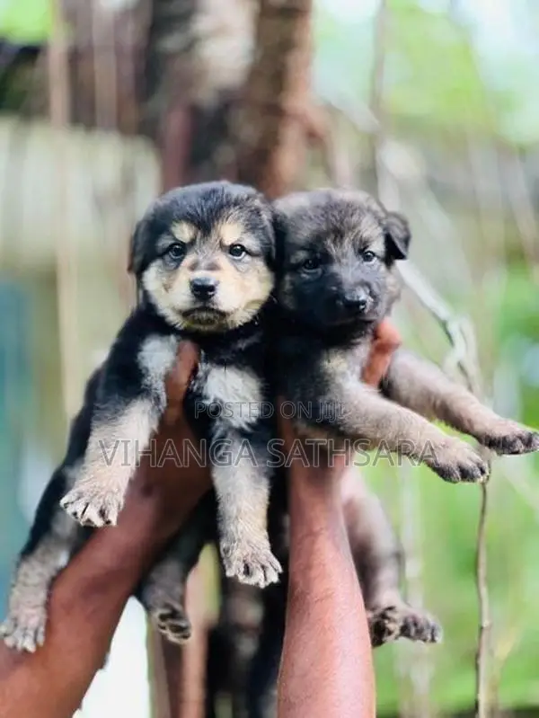 German Shepherd Puppies