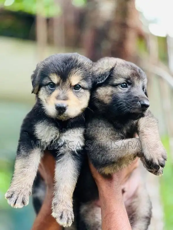 German Shepherd Puppies