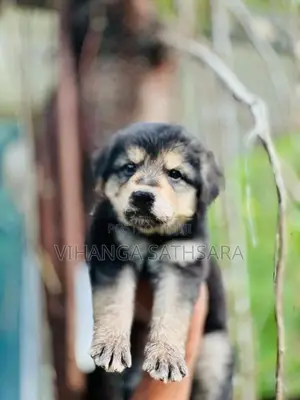 German Shepherd Puppies